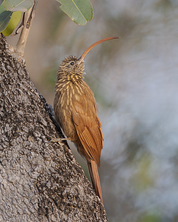 Red-billed Scythebill