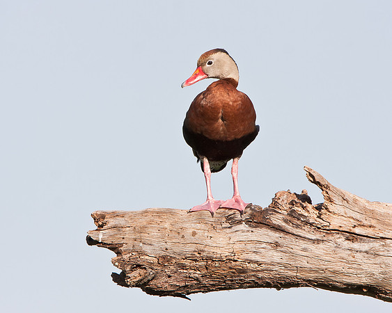 Black-bellied Whistling-Duck