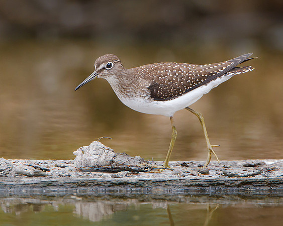 Solitary Sandpiper
