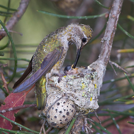 Anna's Hummingbird, at nest feeding chick