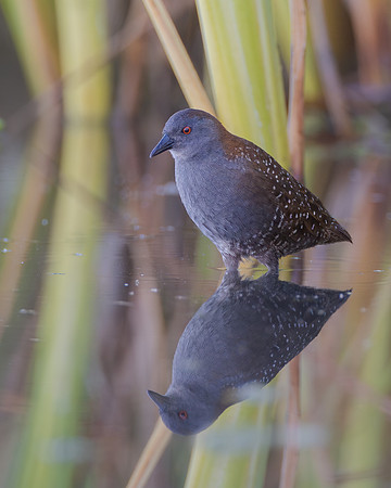 Black Rail