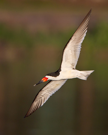 Black Skimmer