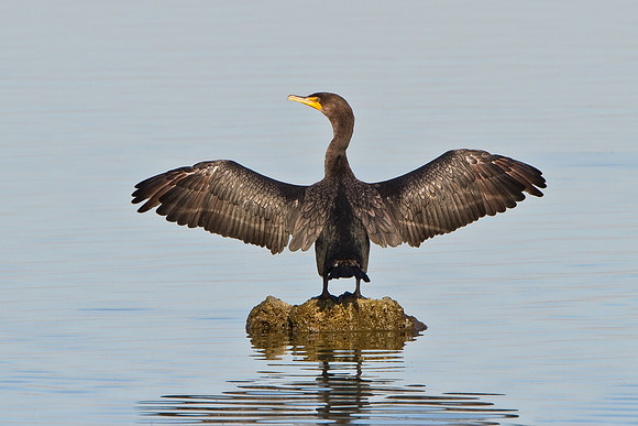 Double-crested Cormorant drying outspread wings