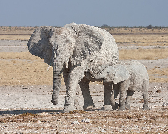 African Elephant, mother with young