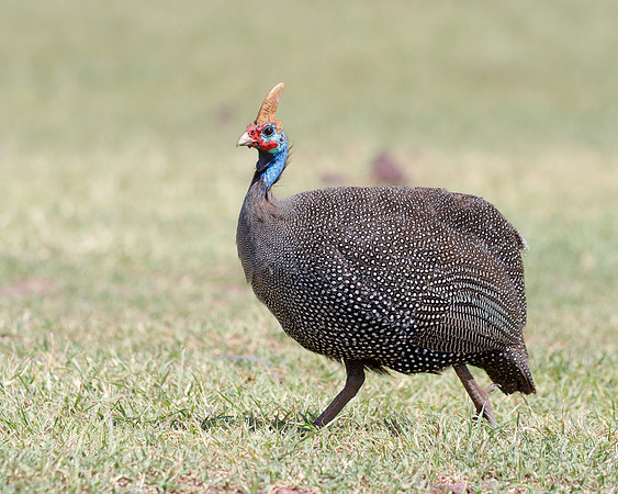 Helmeted Guineafowl