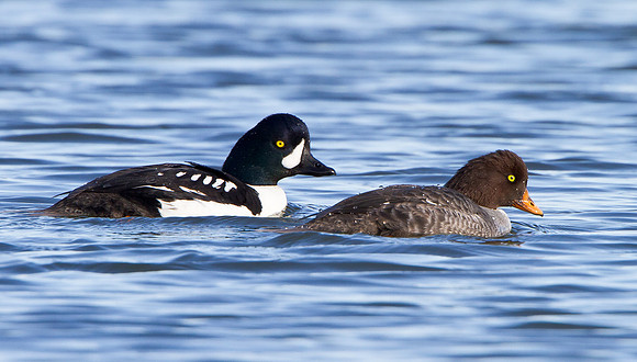 Barrow's Goldeneye, male & female