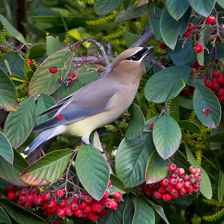 Cedar Waxwing