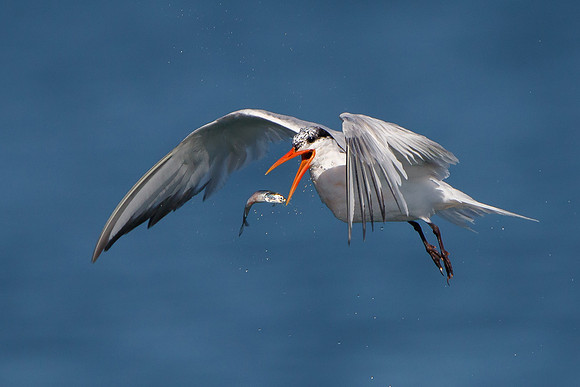 Elegant Tern, tossing fish to reposition for swallowing