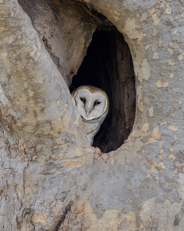 Barn Owl