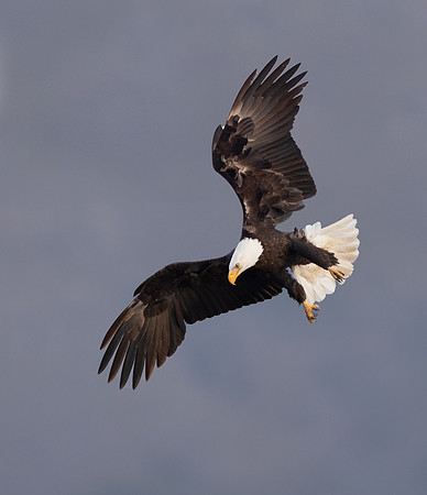 Bald Eagle