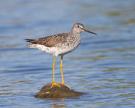 Greater Yellowlegs