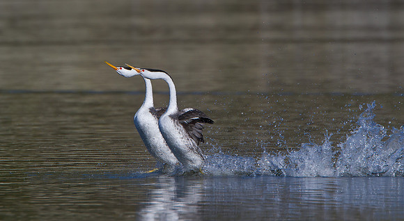 Clark's Grebes performing thier rushing dancing courtship display