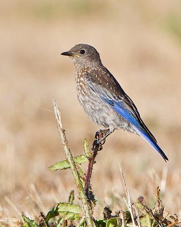 Western Bluebird, juvenile