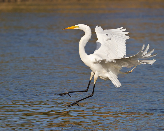 Great Egret, coming in for landing