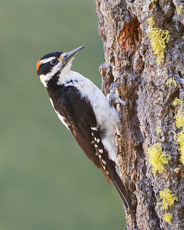 Hairy Woodpecker