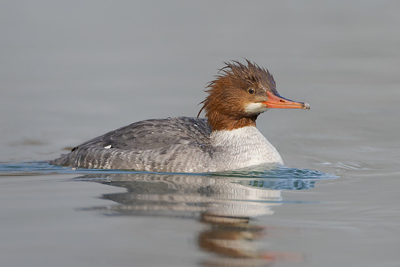 Common Merganser
