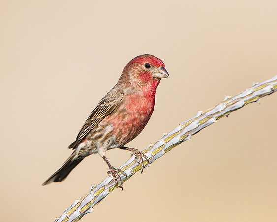 House Finch
