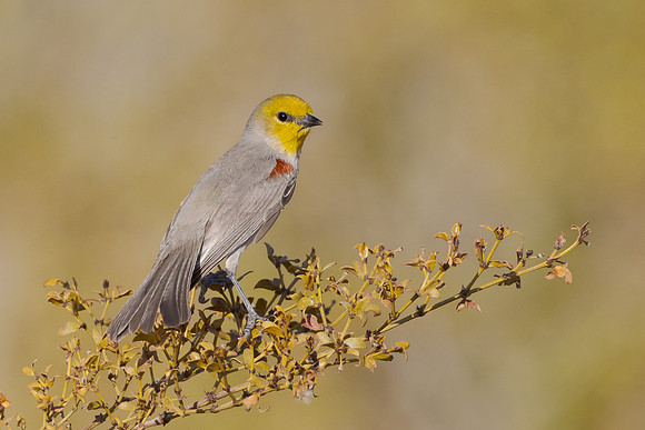 Verdin