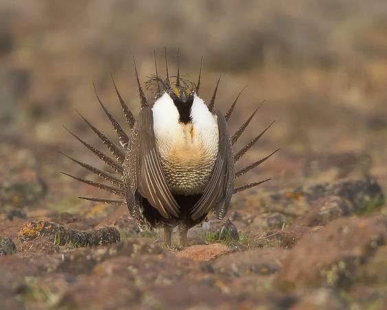 Greater Sage-Grouse, courtship display