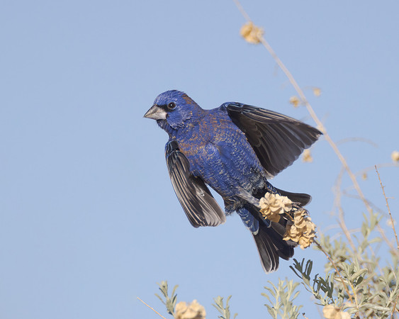 Blue Grosbeak