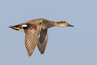 Gadwall