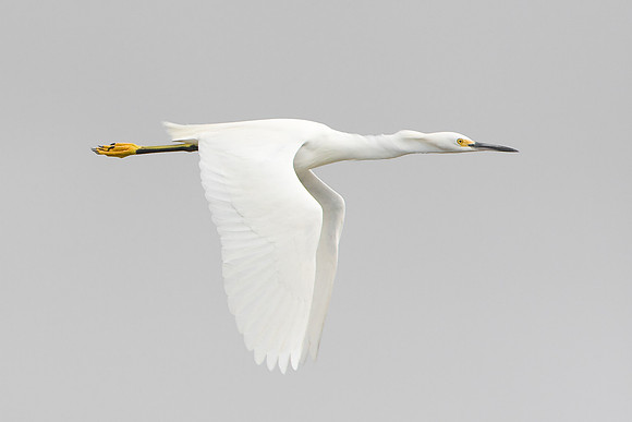 Snowy Egret