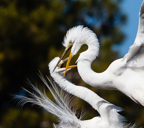 Great Egrets