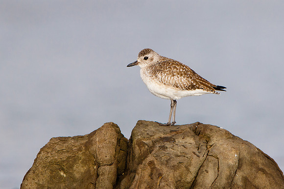 Black-bellied Plover