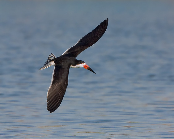 Black Skimmer