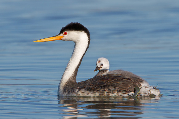 Clark's Grebe with chick sitting atop parent