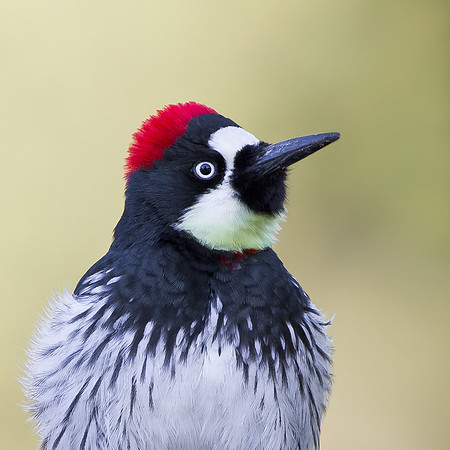 Acorn Woodpecker