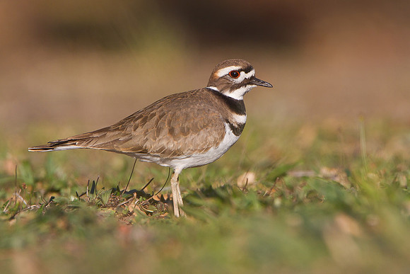 Killdeer