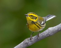 Townsend's Warbler