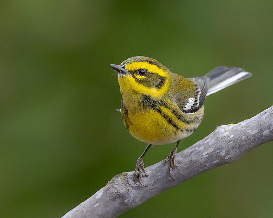 Townsend's Warbler