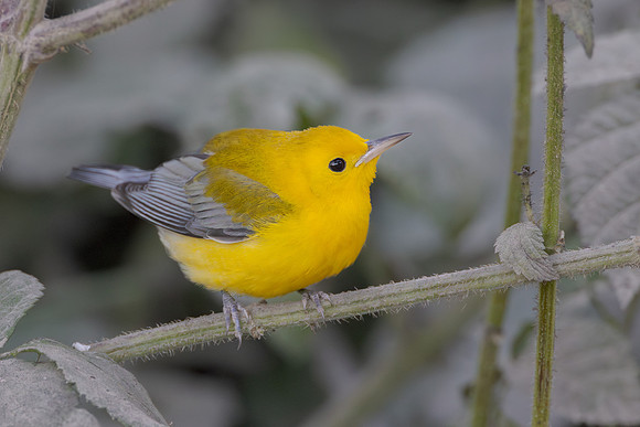 Prothonotary Warbler