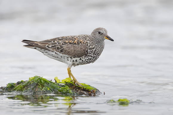 Surfbird