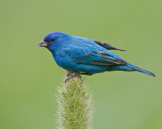 Indigo Bunting