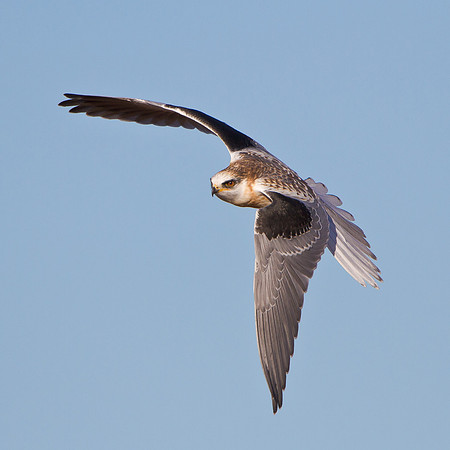 White-tailed Kite, juvenile