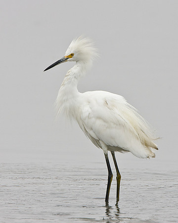 Snowy Egret