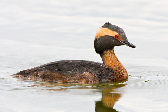 Horned Grebe