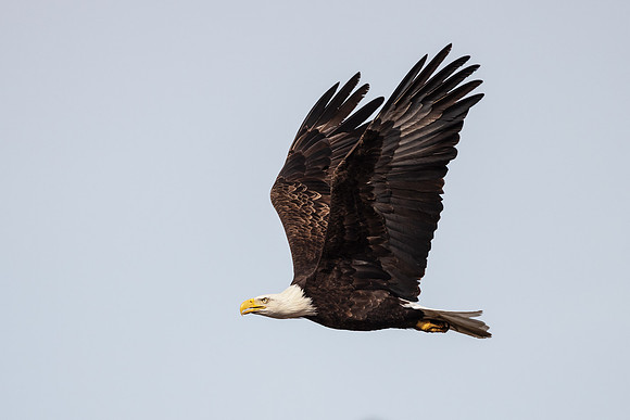 Bald Eagle