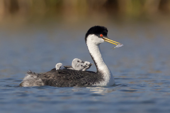 Western Grebes