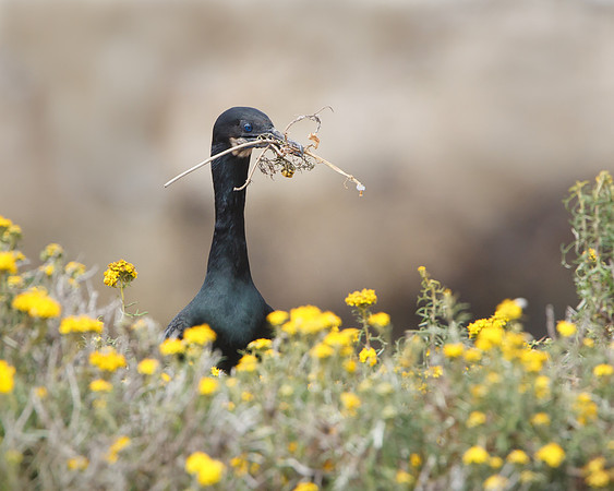 Brandt's Cormorant, collecting nest material
