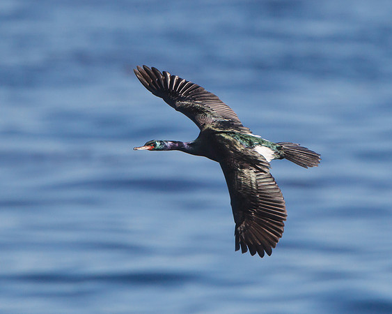 Pelagic Cormorant in breeding plumage in flight