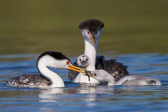Clark's Grebe family; parent feeding chick; one chick looking on