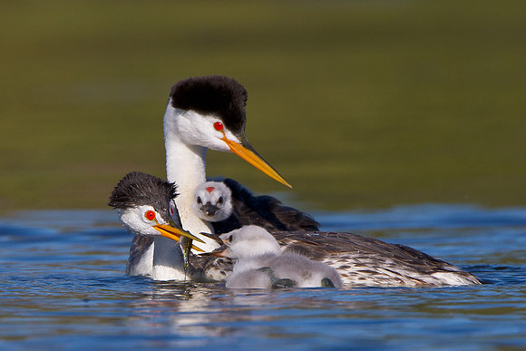 Clark's Grebe family; parent feeding chick; one chick looking on