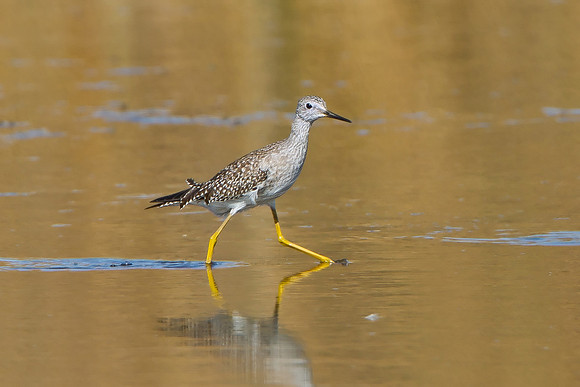 Lesser Yellowlegs