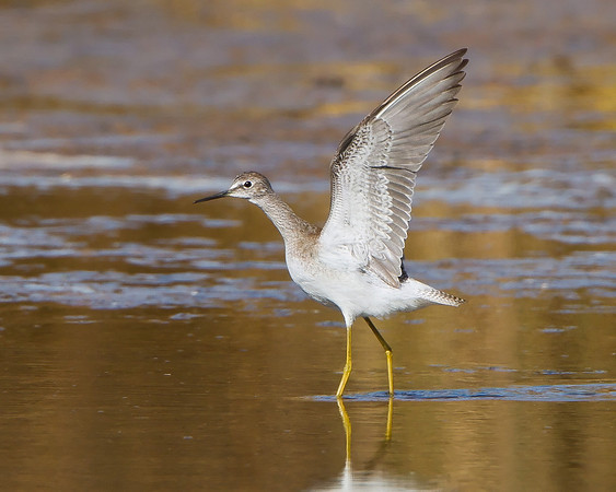 Lesser Yellowlegs