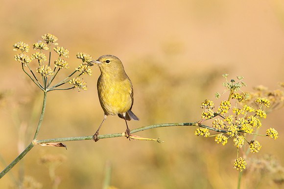 Yellow Warbler