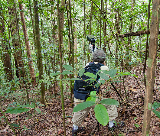 Steve attempting to photograph bellbirds in dense forest at Asa Wright